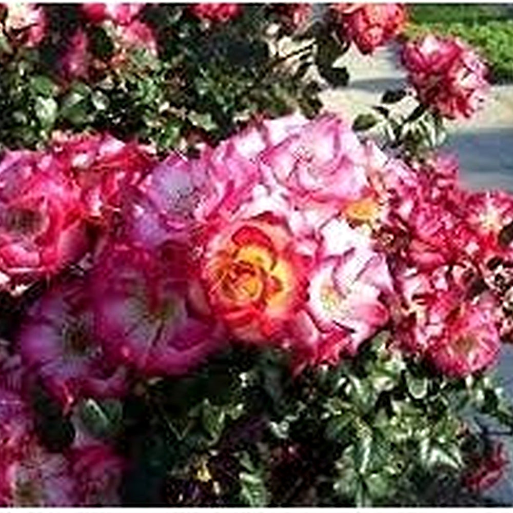 Betty Boop Rose Flower Seeds for Planting [neera-v5-d4184ca93f5f9582ef21]