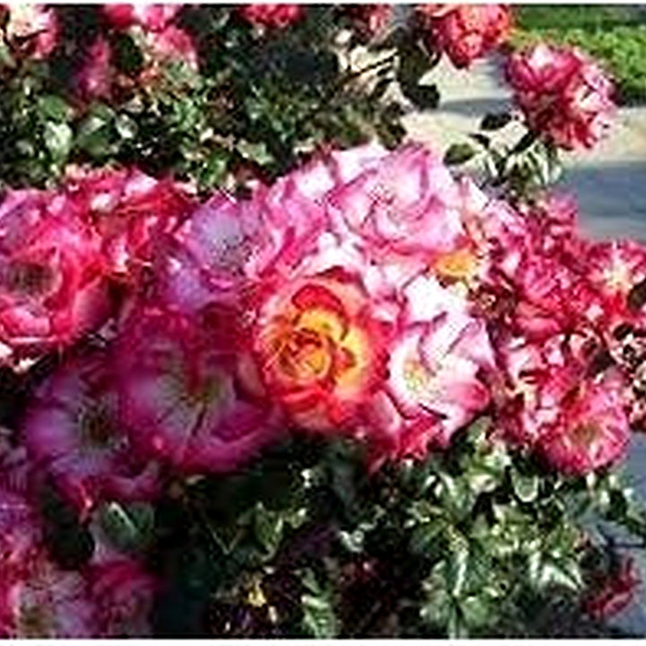 Betty Boop Rose Flower Seeds for Planting [neera-v5-d4184ca93f5f9582ef21]