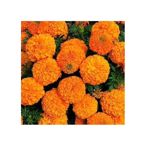 Heirloom Non-GMO Marigold Flower Seeds for Planting [neera-v5-d419595538610b710258]