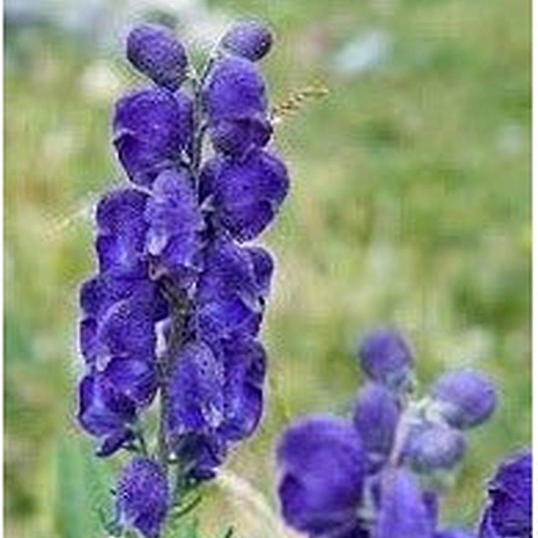 Heirloom Wolfsbane Flower For Garden Planting Non Gmo Tall Spiked Blooms For Shaded Borders Flower [neera-v5-d41eb41cb1c065e65fd8]