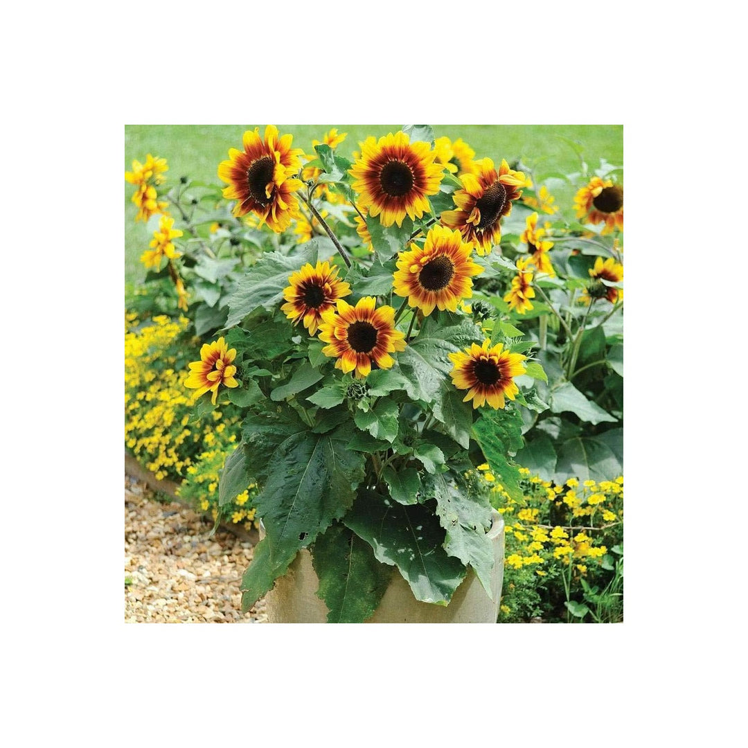 Heirloom Non Gmo Sunflower Bonsai Flower For Planting Miniature Decorative Garden Blooms Flower [neera-v5-d423695f2f892557299c]