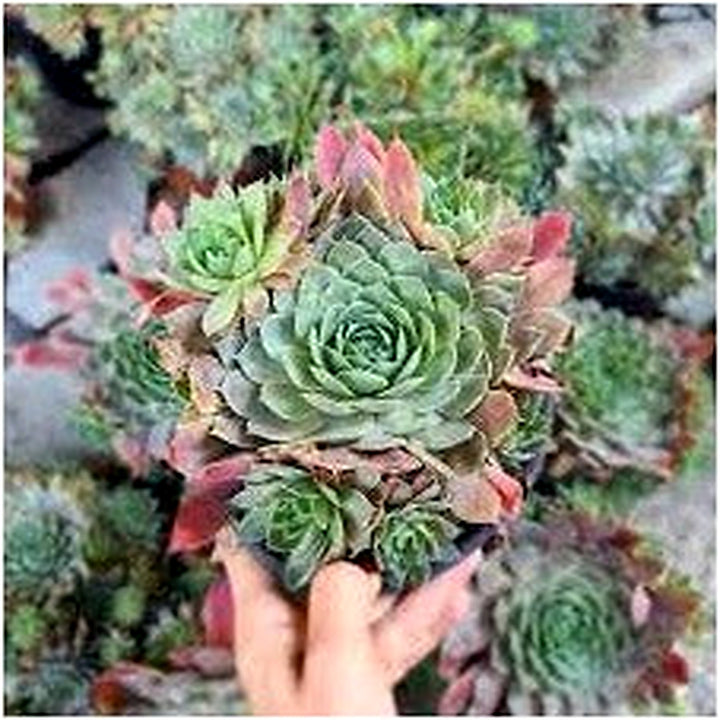 Mixed Sempervivum Flower Seeds for Planting [neera-v5-d4239c3d1c3c5cbc465a]