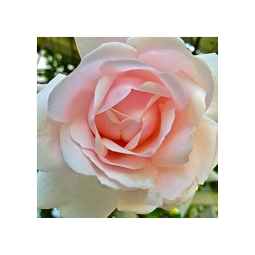 Pink Dawn Rose Plant Seeds for Planting Non-GMO Heirloom Garden Seeds for Growing Beautiful Flowers [neera-v5-d42557f502cd603b1163]