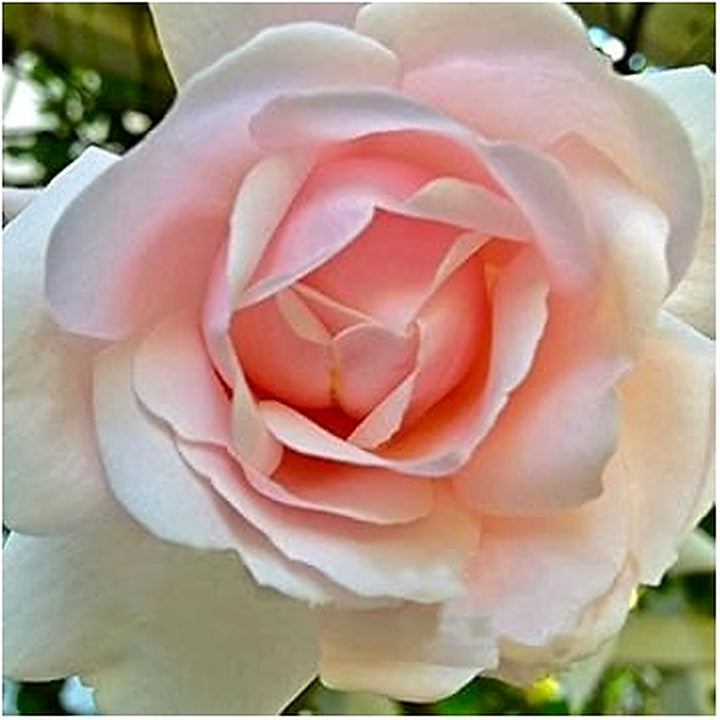 Pink Dawn Rose Plant Seeds for Planting Non-GMO Heirloom Garden Seeds for Growing Beautiful Flowers [neera-v5-d42557f502cd603b1163]