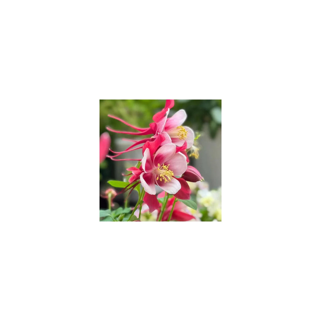 Red Aquilegia Hardy Perennial Flower For Shade Flower Seeds for Home Garden Planting, Ornamental [neera-v5-d4269828c27820eb0d50]