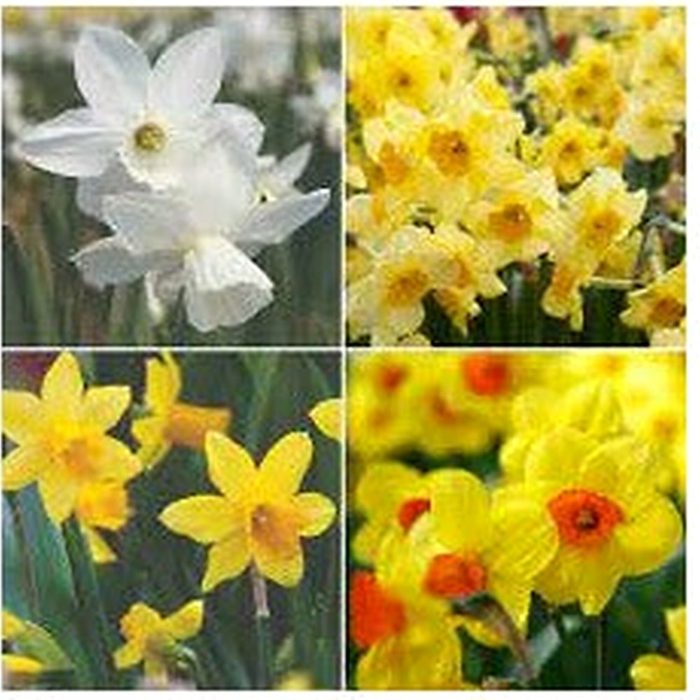 Yellow Mix Double Petal Narcissus Flower Seeds [neera-v5-d427013b64540cf49f5f]