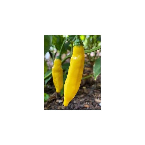 Aji Lemon Drop Pepper Seeds for Planting [neera-v5-d42807502b0c924078e0]