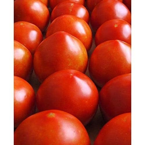 Heirloom Square Round Tomato (Summer Variety) Seeds for Planting [neera-v5-d43247ef2b8cdf3f7d63]