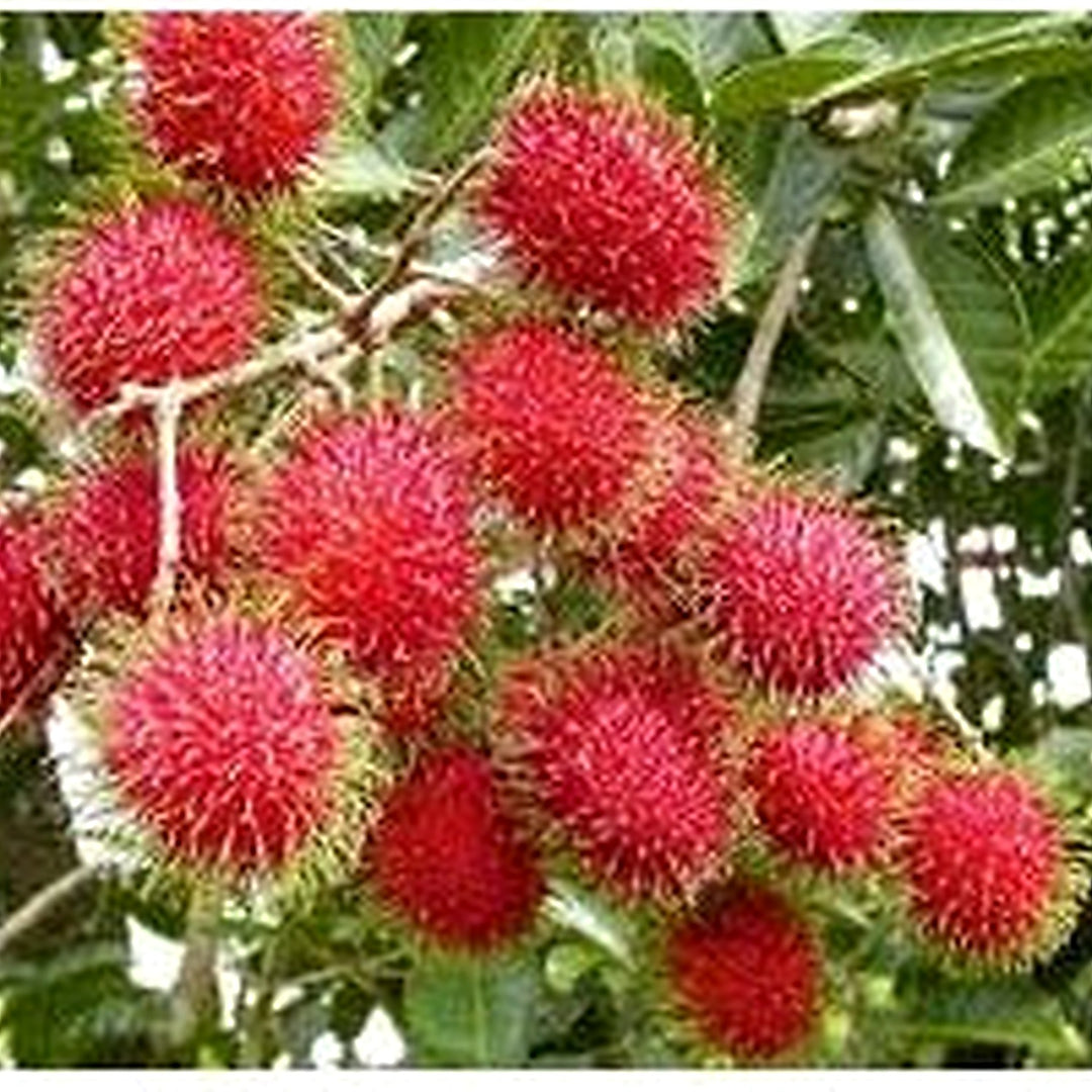 Rambutan Red Fruit Seeds for Garden Planting [neera-v5-d43a0c953a2d03e3e738]