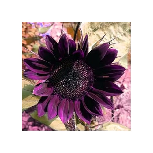 Deep Purple Sunflower Seeds for Planting [neera-v5-d43f1a13214a6575bc55]