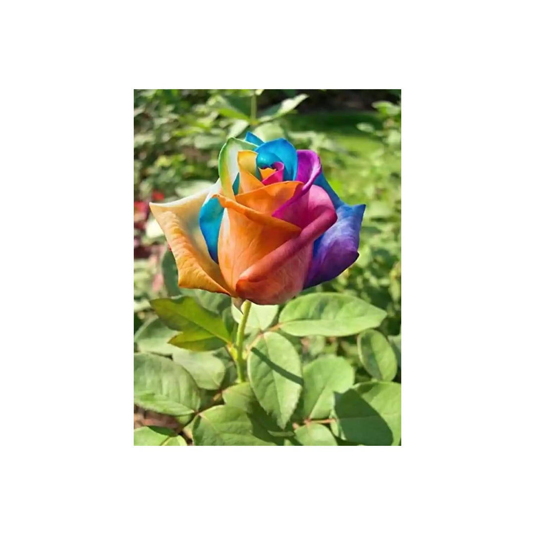 Rose Rosa Hybrida Mini Rainbow Flower For Planting Great For Decorative Indoor Pots Small [neera-v5-d44c59c997ef2a5e57fd]