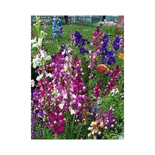 Snapdragon Fairy Bouquet Sees Come In A Multitude Of Colors Heirloom Non Gmo Easy To Grow Annual [neera-v5-d453fdded6d0452f012d]