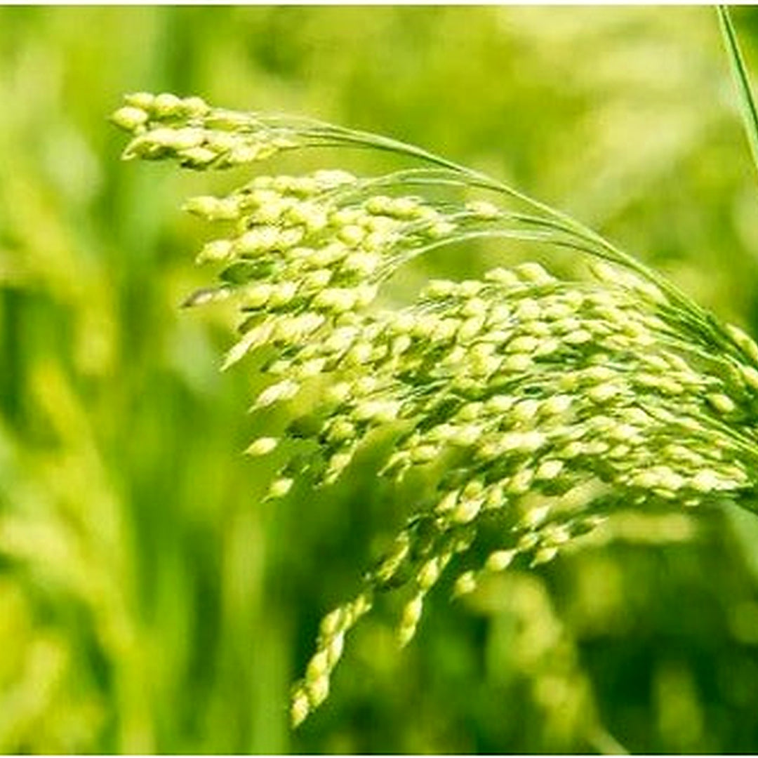 White Proso Millet For Planting Non Gmo Flower Seeds for Home Garden Planting, Lush Organic [neera-v5-d45489a3e0e5fad7cc1e]
