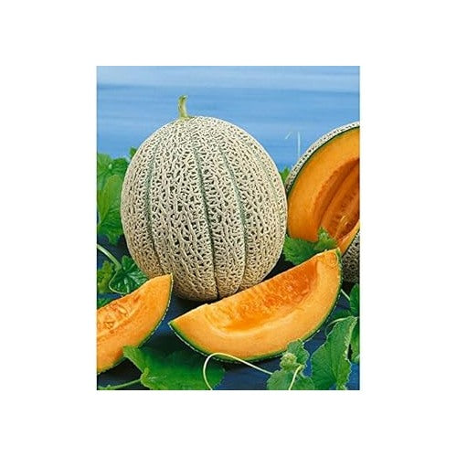 Jumbo Cantaloupe Fruit Seeds for Planting | Heirloom Non-GMO Organic Seeds for Giant, Juicy Melons [neera-v5-d45a637dd469006f88e6]