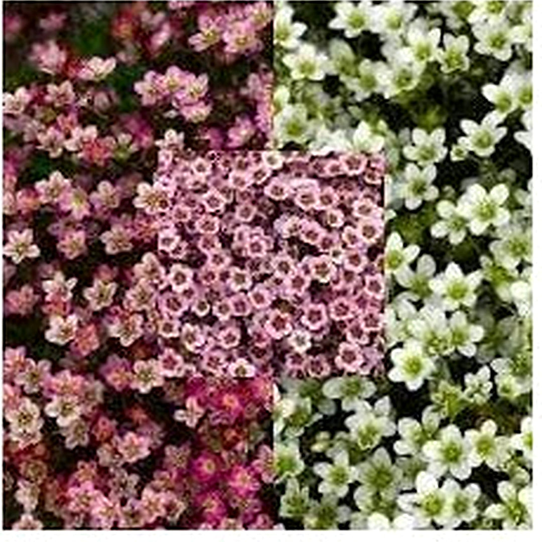 Heirloom Non Gmo Saxifraga Mossy Flower For Planting Low Growing Alpine Garden Blooms Flower Seeds [neera-v5-d45fb68aadb27098b431]