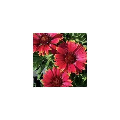Heirloom Non-GMO Gaillardia Aristata Flower Seeds for Planting [neera-v5-d468e72dda9fcefc4eac]