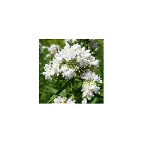 White Mountain Mint Flower Seeds for Planting [neera-v5-d47c8c95490847509687]