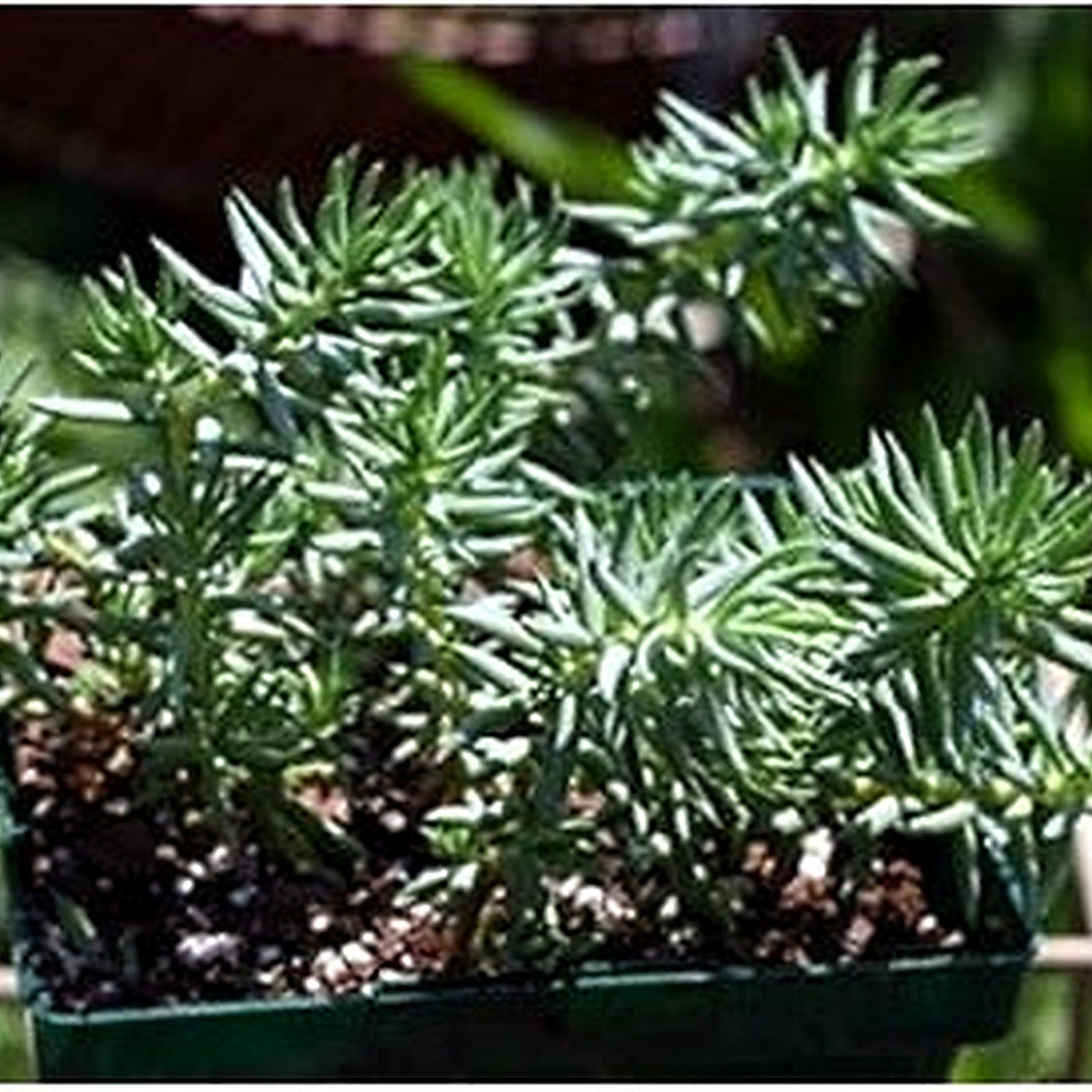 Green Sedum Montanum Plant Seeds for Planting [neera-v5-d47ee1ccadd12930947b]