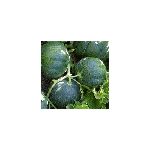 Pocket Melon Fruit Seed Pack for Planting | Heirloom Non-GMO Organic Garden Seeds for Small Sweet Melons [neera-v5-d47ff1af834f70f64570]
