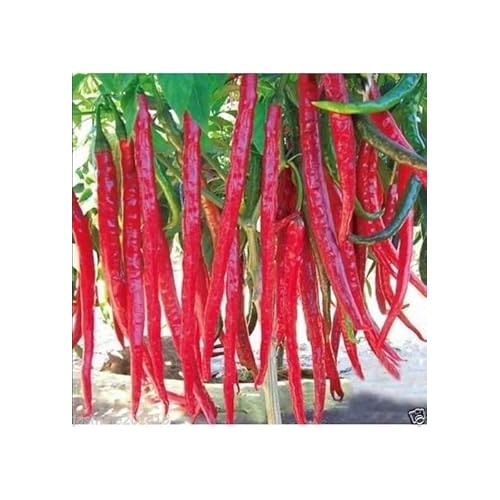 Heirloom Non-GMO Thai Hot Pepper Seeds for Home Garden Planting [neera-v5-d48d307e7fb676bb0814]