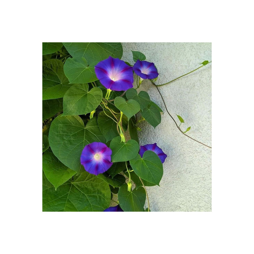 Blue Hanging Petunia Flower Petunia X Hybrida Morning Glory Look Alike For Hanging Baskets Flower [neera-v5-d492eb0bb2495312d13c]
