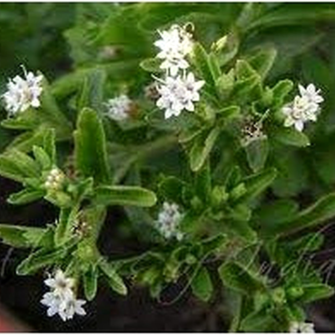 Stevia rebaudiana Seeds for Planting [neera-v5-d49de5e4d8a34cfc6d80]