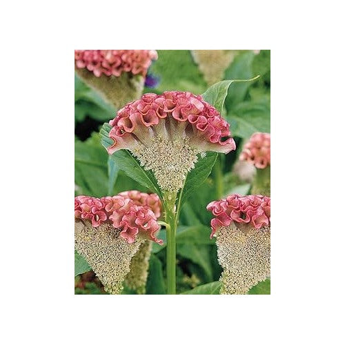Cristata Flower Seeds [neera-v5-d4a1847634061261019f]