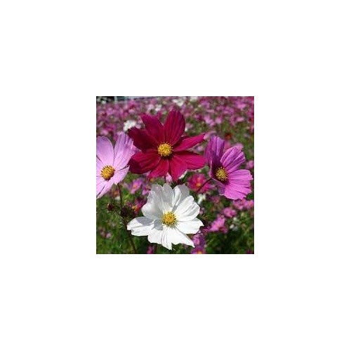 Mix Cosmos Flower Seeds for Planting [neera-v5-d4a342f17b7d4b5d39b5]
