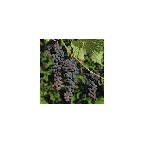 Black Corinth (Zante Currant) Grape Fruit Seeds for Planting [neera-v5-d4b298b69c1ab269419f]