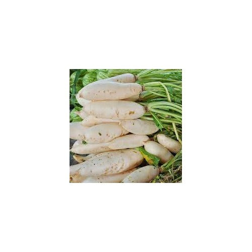 Smooth White Daikon Radish Seeds [neera-v5-d4badd075cb56ae3e50e]