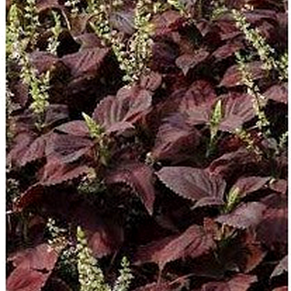Coleus Premium Sun Dark Chocolate Flower Seeds for Planting [neera-v5-d4d369a00d72beb742ce]