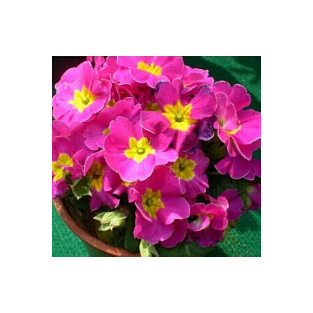 Pink Primrose Oenothera Speciosa Flower For Planting In Perennial Home Garden Beds Flower Seeds for [neera-v5-d4dc826c2fec1771001e]
