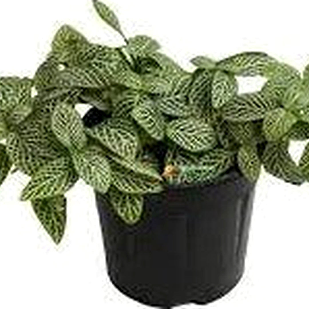 Fittonia Albivenis Seeds [neera-v5-d4e999dea7553987e929]