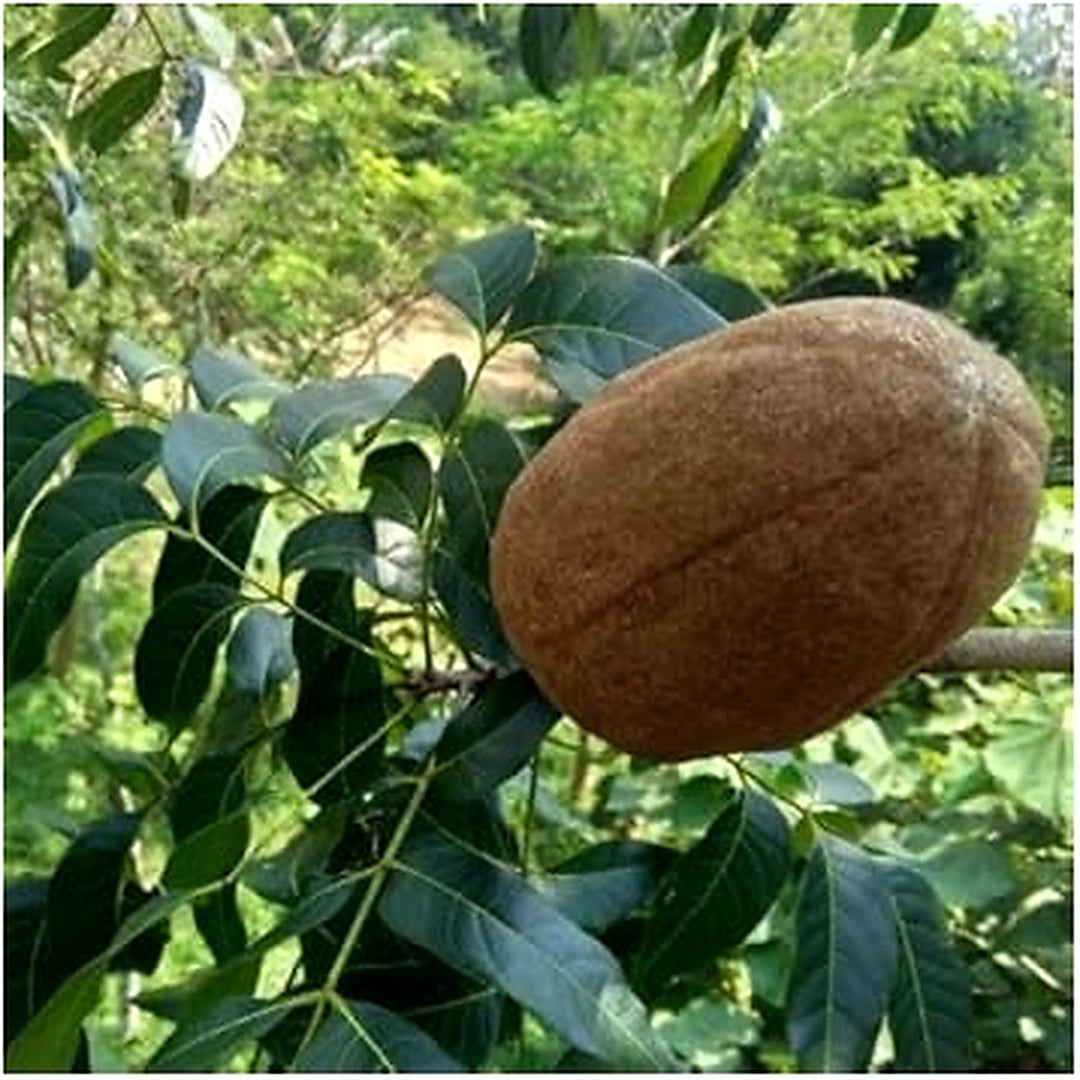Khaya Senegalensis (African Mahogany) Seeds [neera-v5-d4ee5d18e4b5534b0a80]
