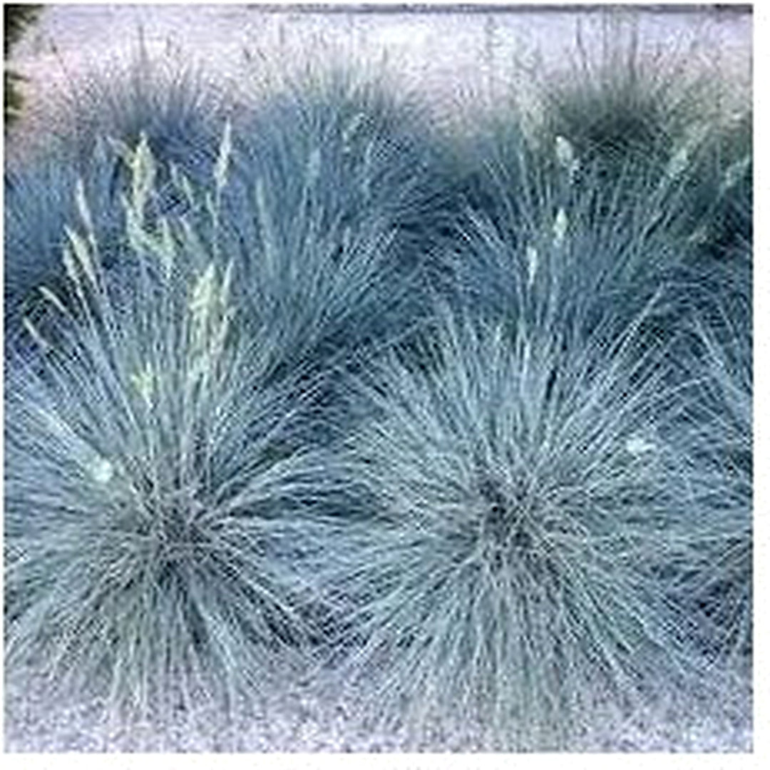 Blue Fescue Grass Seeds [neera-v5-d4f859e130e710bc5430]