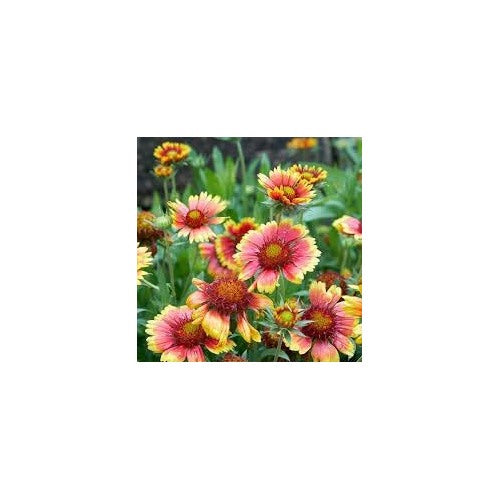 Indian Blanket Wildflower Seeds for Planting [neera-v5-d4fdd8c63e5c4799a4c6]