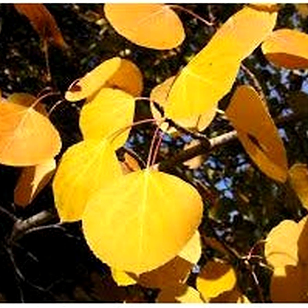 Populus tremuloides (Quaking Aspen) Seeds for Planting [neera-v5-d4ff2958ed2efa435ee7]