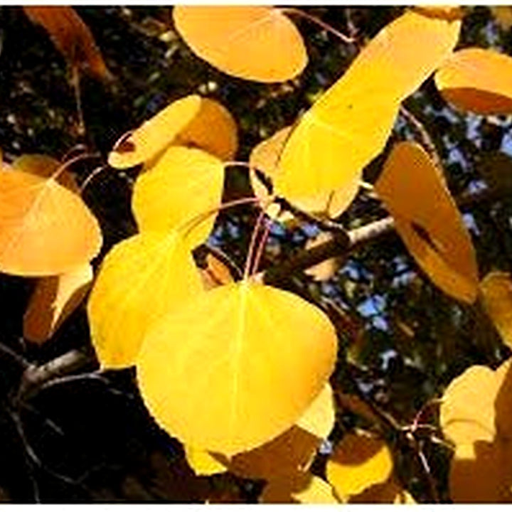 Populus tremuloides (Quaking Aspen) Seeds for Planting [neera-v5-d4ff2958ed2efa435ee7]