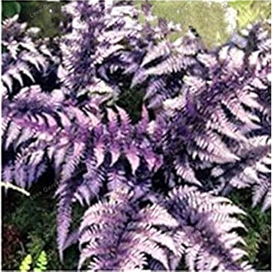 Violet Fern Plant Seeds for Planting [neera-v5-d4ff99b12dcbdac4860d]