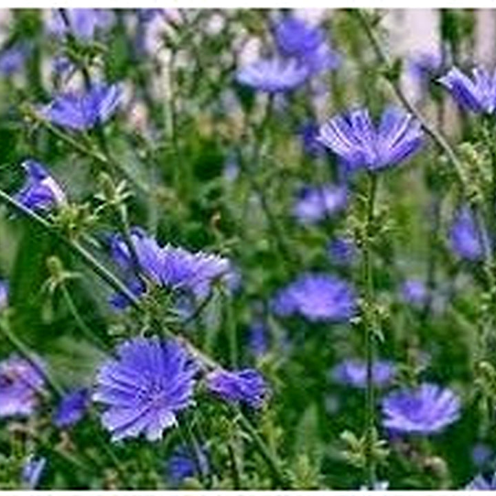Heirloom Cichorium Intybus Flower Seeds for Garden Planting, Non-GMO, Chicory Blooms for Pollinators [neera-v5-d51517d298dfdc61c718]