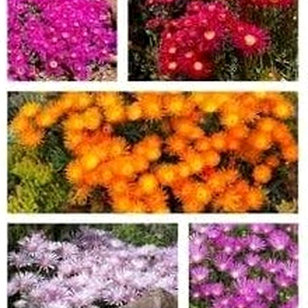 Heirloom Delosperma Flower Seeds for Garden Planting, Non-GMO, Ice Plant Blooms for Ground Cover [neera-v5-d5269e84f10bdf8457fd]