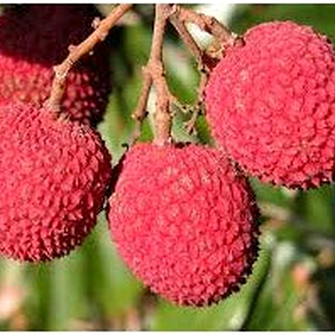 Brewster Lychee Fruit Seed Pack for Planting [neera-v5-d530c2855e2ad32862c8]