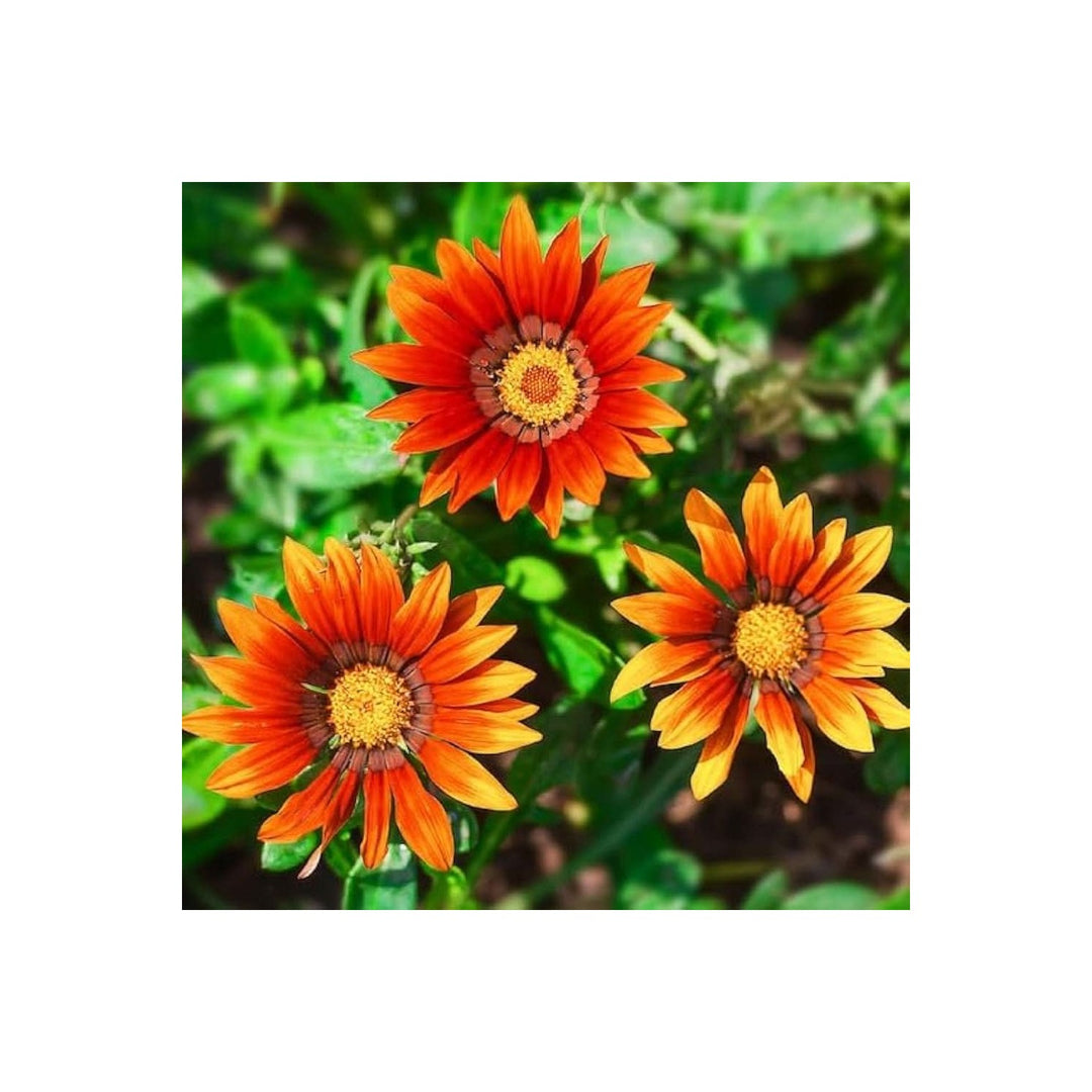 Gazania Rigens Gazania Rigens Flower For Backyard Gardening Sunny Borders Flower Seeds for Home [neera-v5-d534f3413185a5b9ae2b]