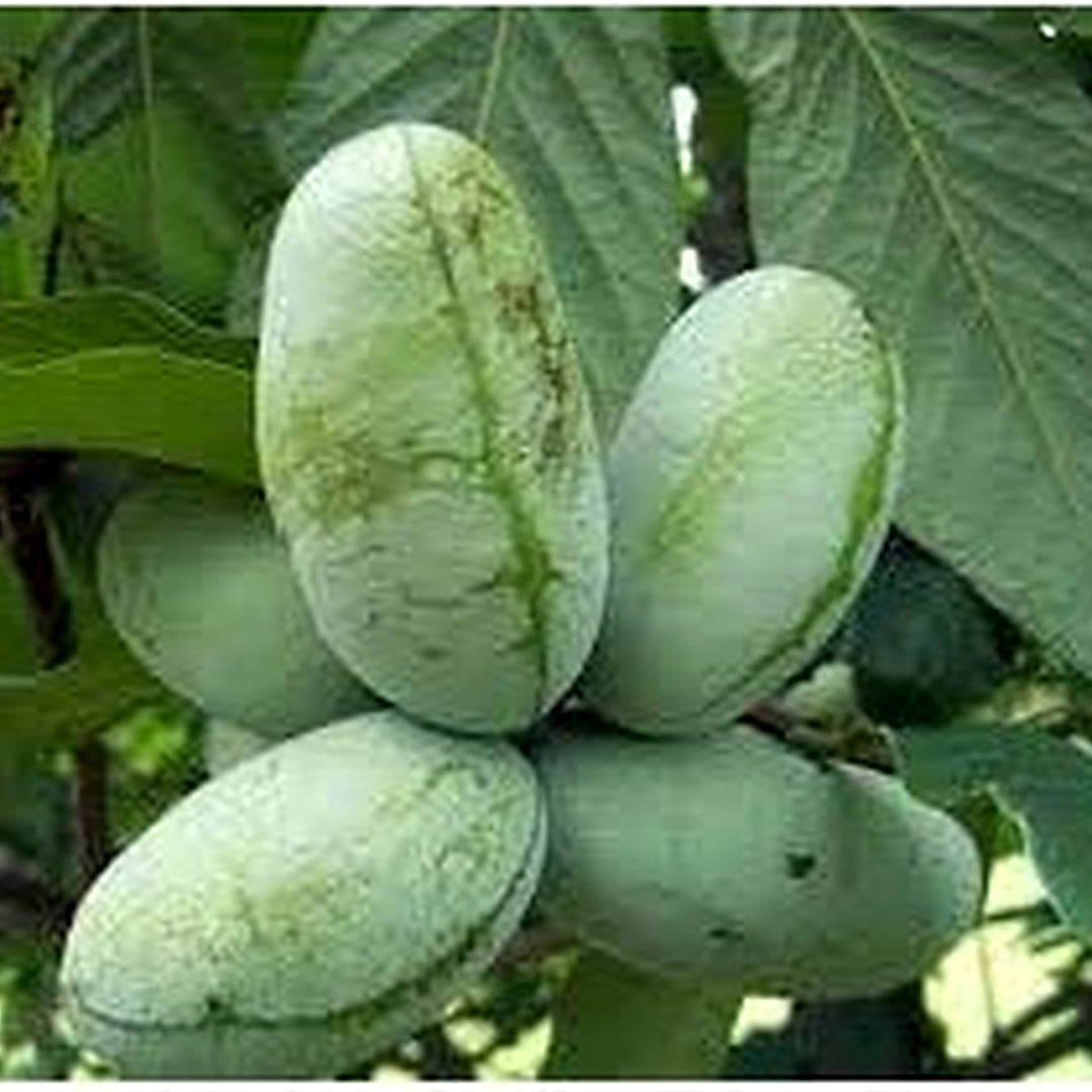 Asimina Fruit Seeds for Planting | Heirloom Non-GMO Organic Garden Seeds for Rare, Nutritious Fruits [neera-v5-d5365a8a8d7f06844e22]
