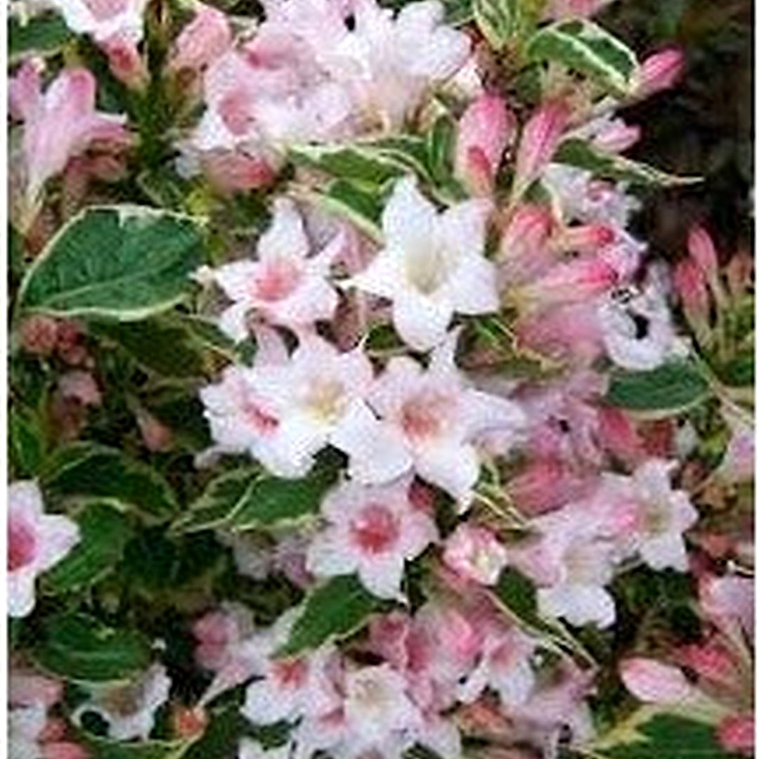 Horse Chestnut Flower Heirloom Non Gmo For Ornamental Shade Tree Planting Flower Seeds for Home [neera-v5-d54ab5fc801b13cf8ac7]