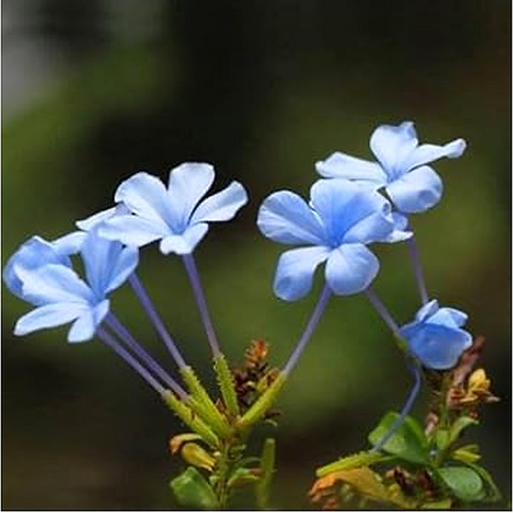 Blue Primrose Flower Seeds [neera-v5-d54afe2914b2fa5b1033]