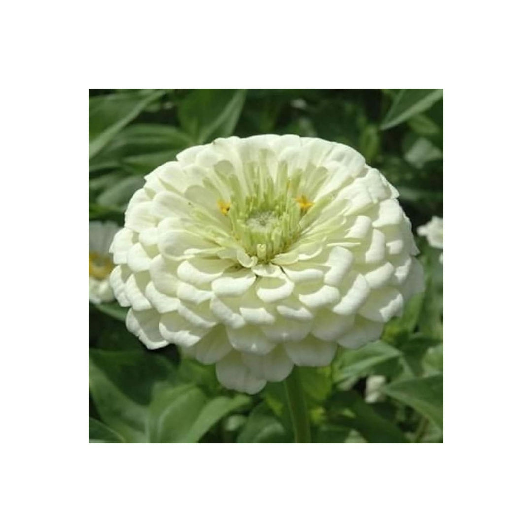 White Green Zinnia Flower For Planting Vibrant Non Gmo Heirloom Garden Flower Seeds for Home Garden [neera-v5-d54cad63697bacd8a30d]