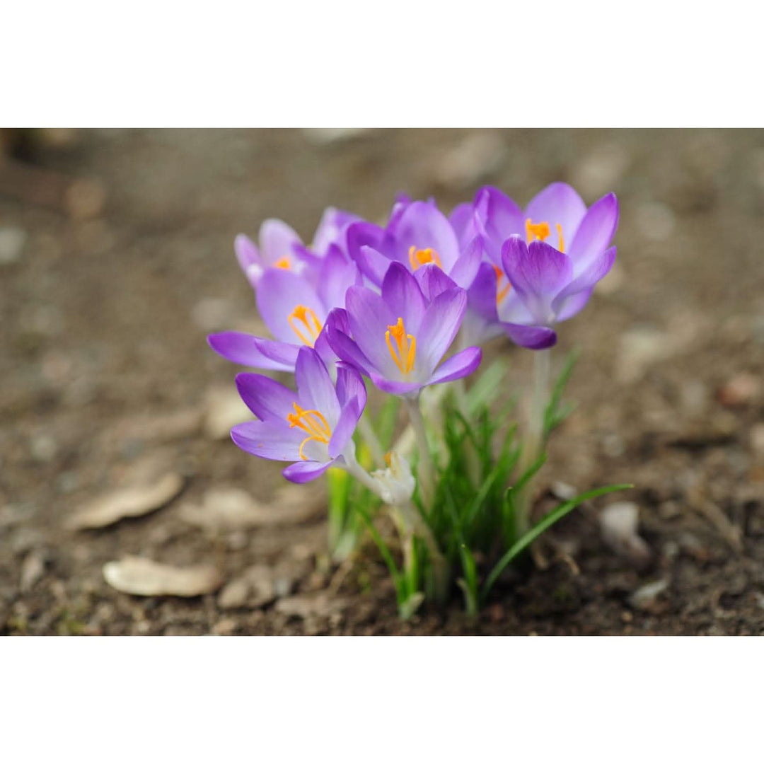 Crocus Flower For Planting Flower Seeds for Home Garden Planting, Fragrant Organic Blooming [neera-v5-d5536849be3189c9cf3f]