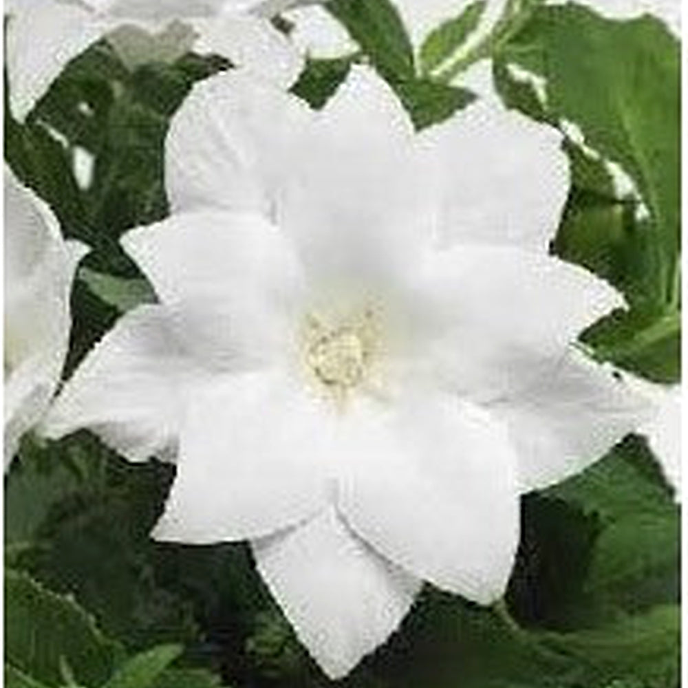 Heirloom Non-GMO White Balloon Flower Seeds [neera-v5-d55a5e2d24f446cf9321]