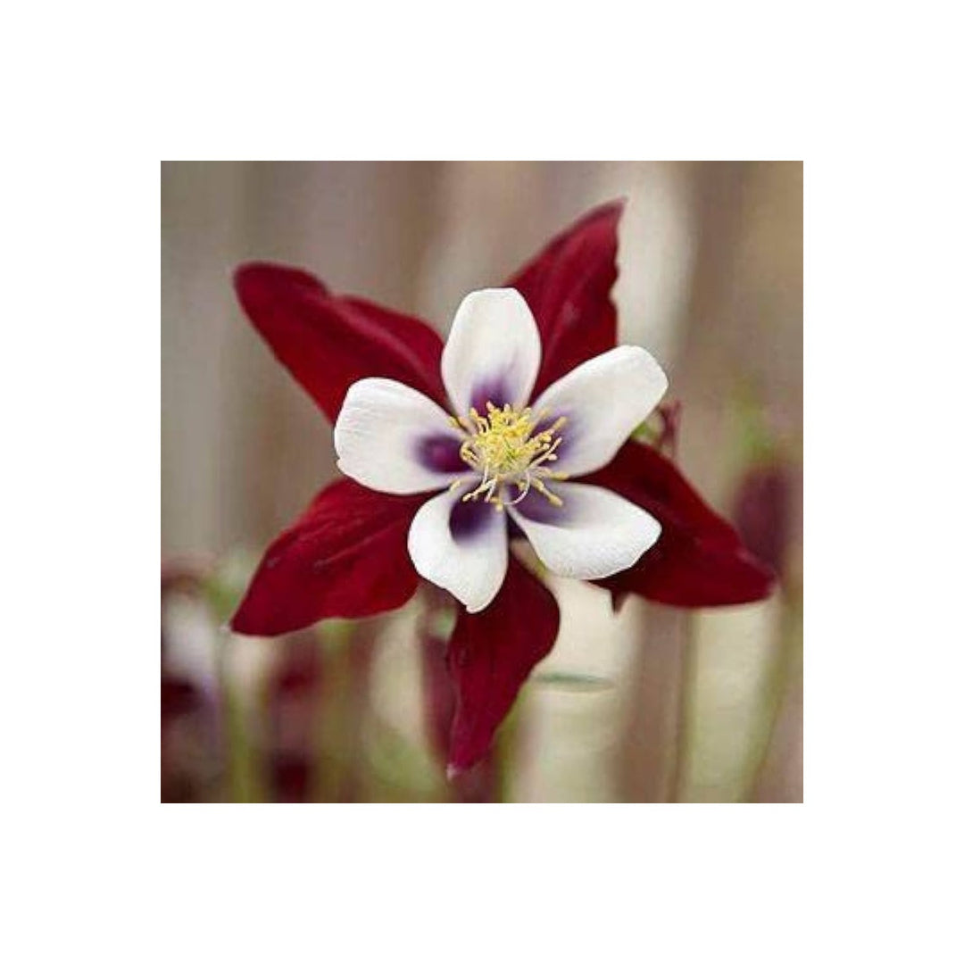 Red White Heirloom Columbine Flower For Garden Planting Elegant Perennial Blooms Flower Seeds for [neera-v5-d56788feec53f2017640]